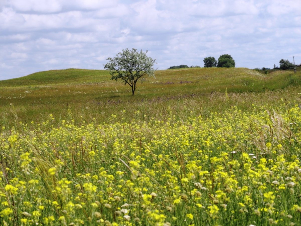 Kiskunsag-Birding-Wildlife &  Photography Tours in Hungary at Ecotours's KondorEcoLodge.hu-DSC01620.JPG