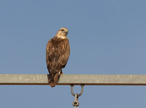 Long-legged Buzzard FE