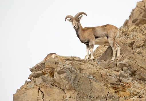 Ladakh Urial (Red Sheep), Ladakh, Feb 2019 © Dick Filby-0908-2