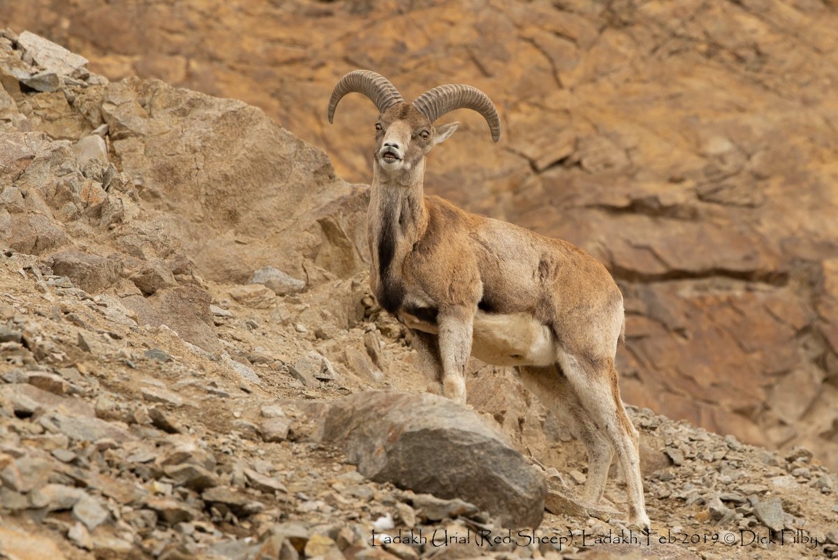 Ladakh Urial (Red Sheep), Ladakh, Feb 2019 © Dick Filby-0868