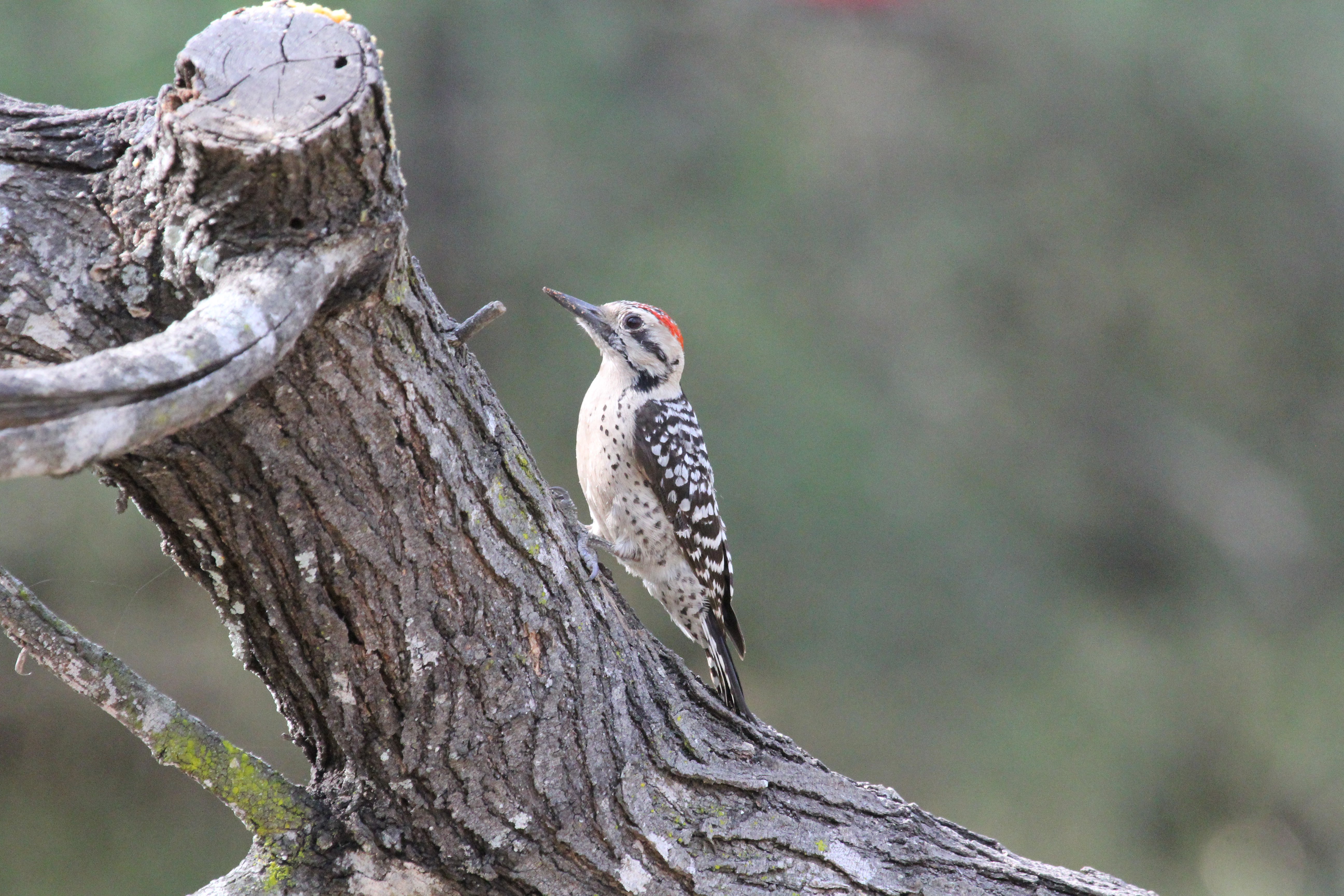 Ladder-backed Woodpecker © Chris Charlesworth IMG_2091.JPG