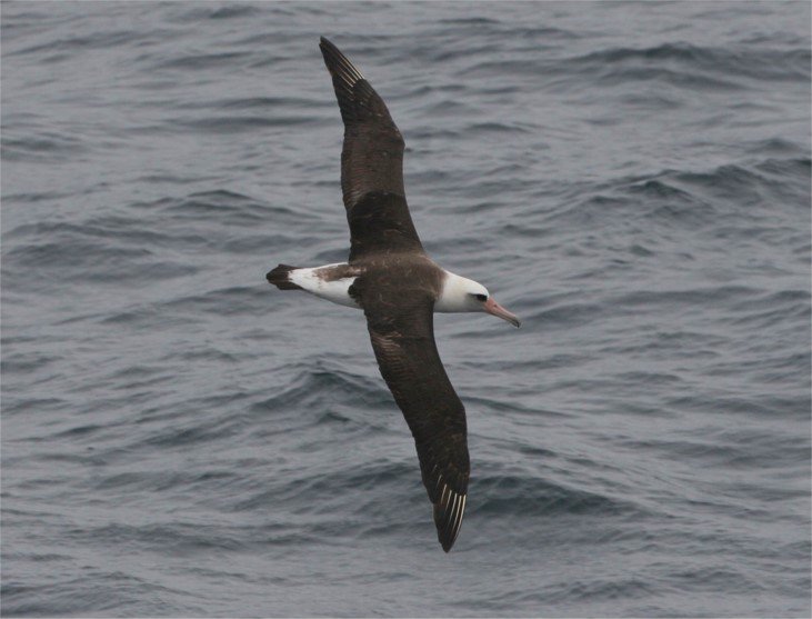 Laysan Albatross CPC.jpg