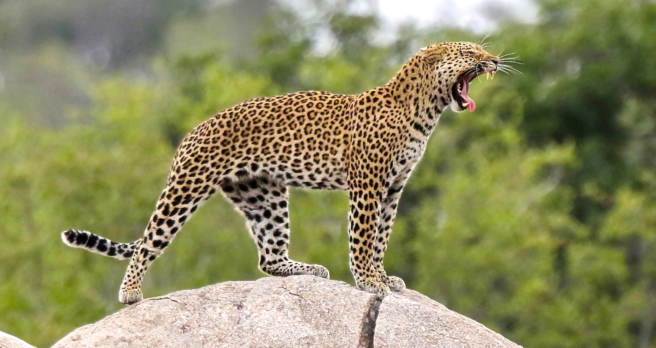 Leopard yawn Kruger Roger Cresswell.jpg