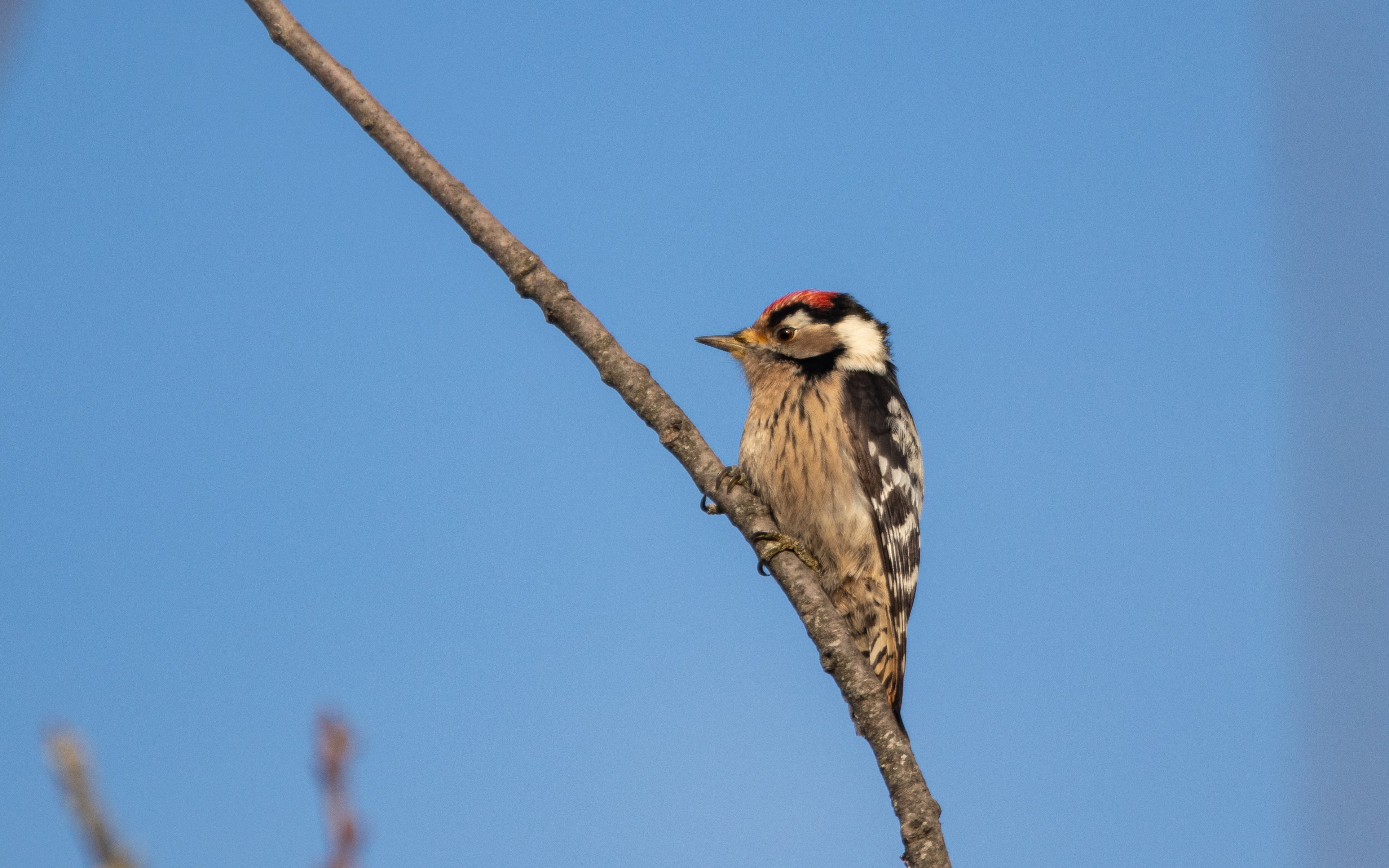 Lesser Spotted Woodpecker Fernando Enrique.jpeg