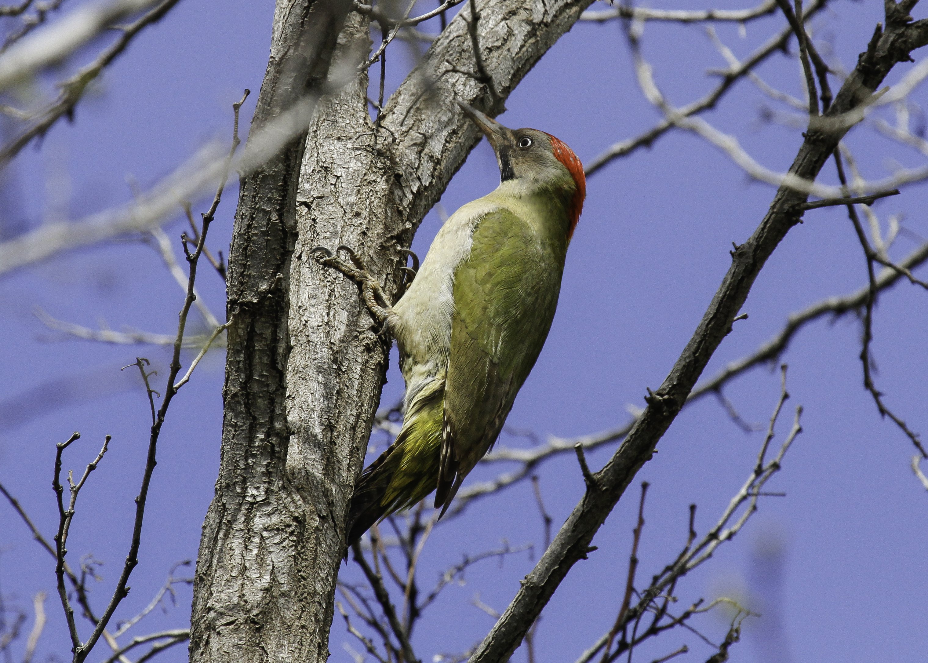 Levaillant's Green Woodpecker _MG_2003 v2 high res