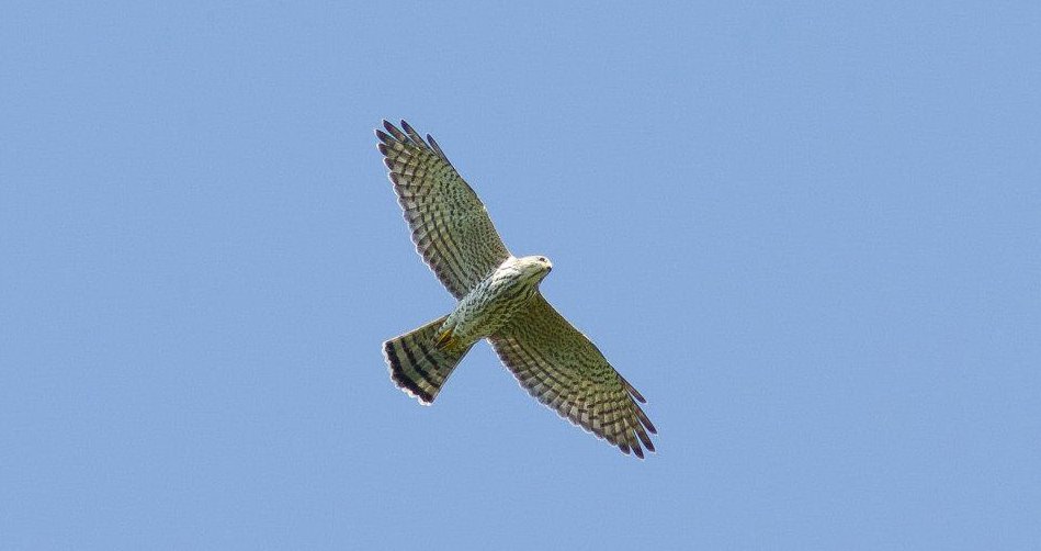 Levant Sparrowhawk Georgia ecotours.ge.jpg