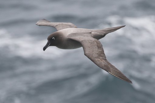 Light mantled Sooty Albatross_Chris Collins (20).JPG