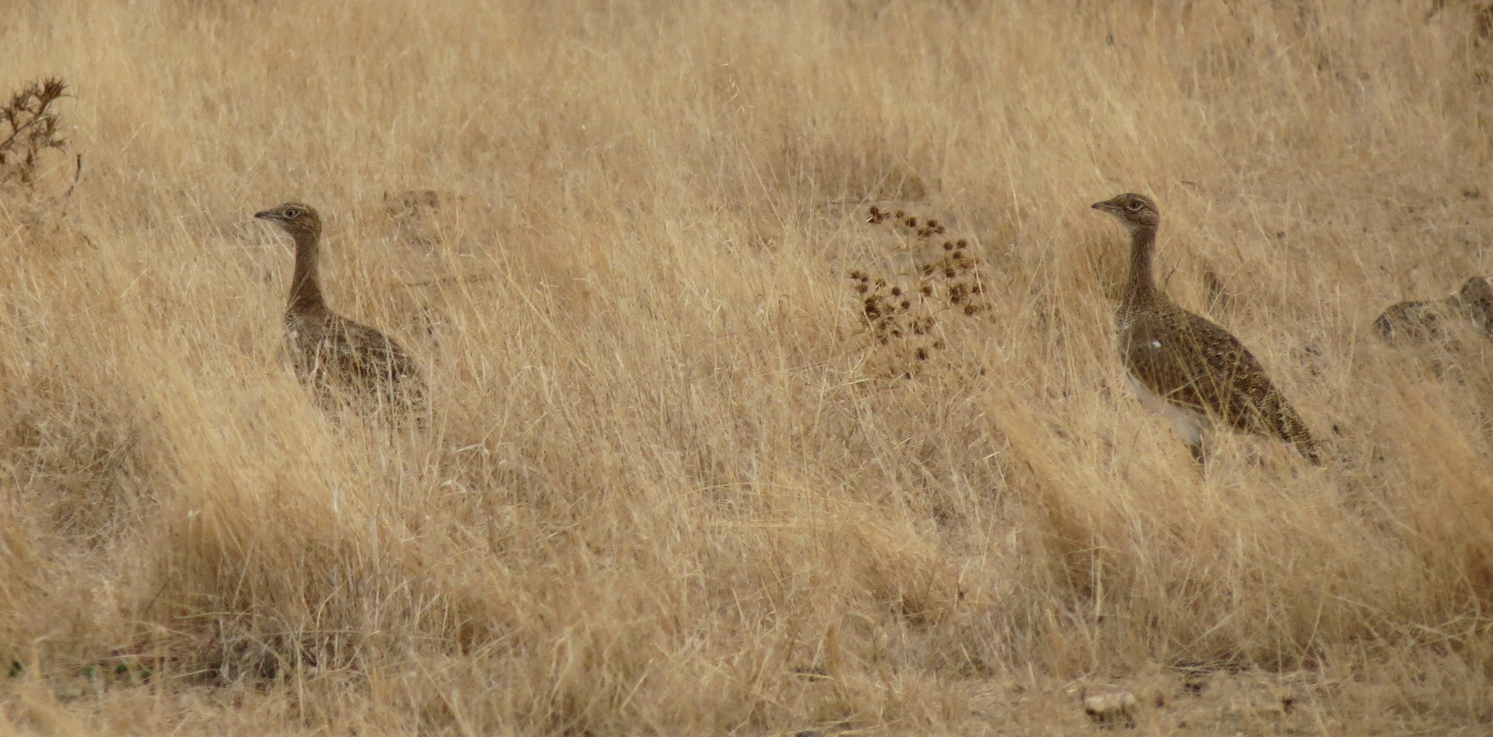 Little Bustard IMG_3895 FE.jpg