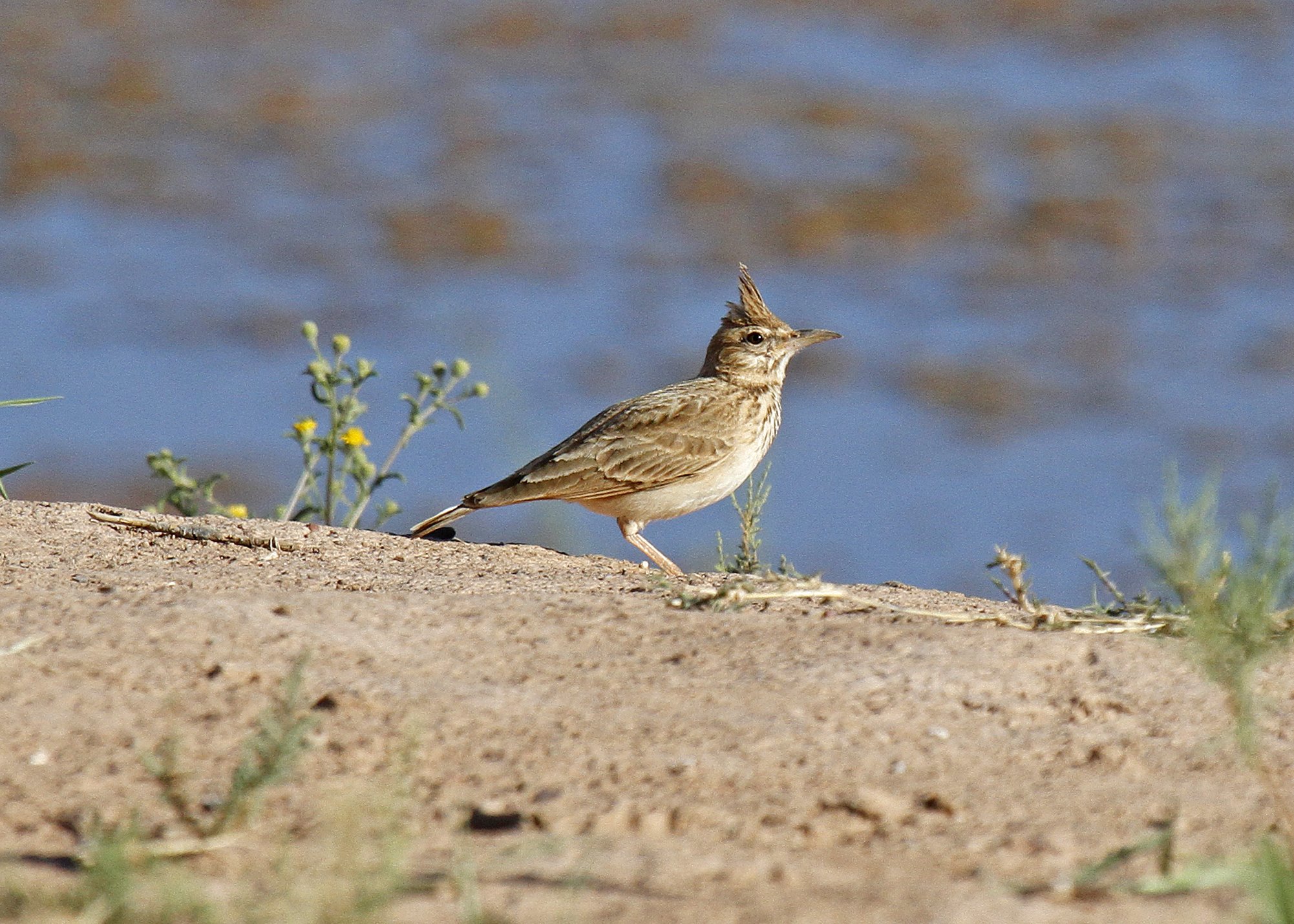 Long-billed Crested Lark 2_MG_2514