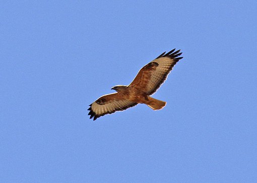 Long-legged Buzzard 1_MG_1684