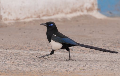 Maghreb Magpie FE