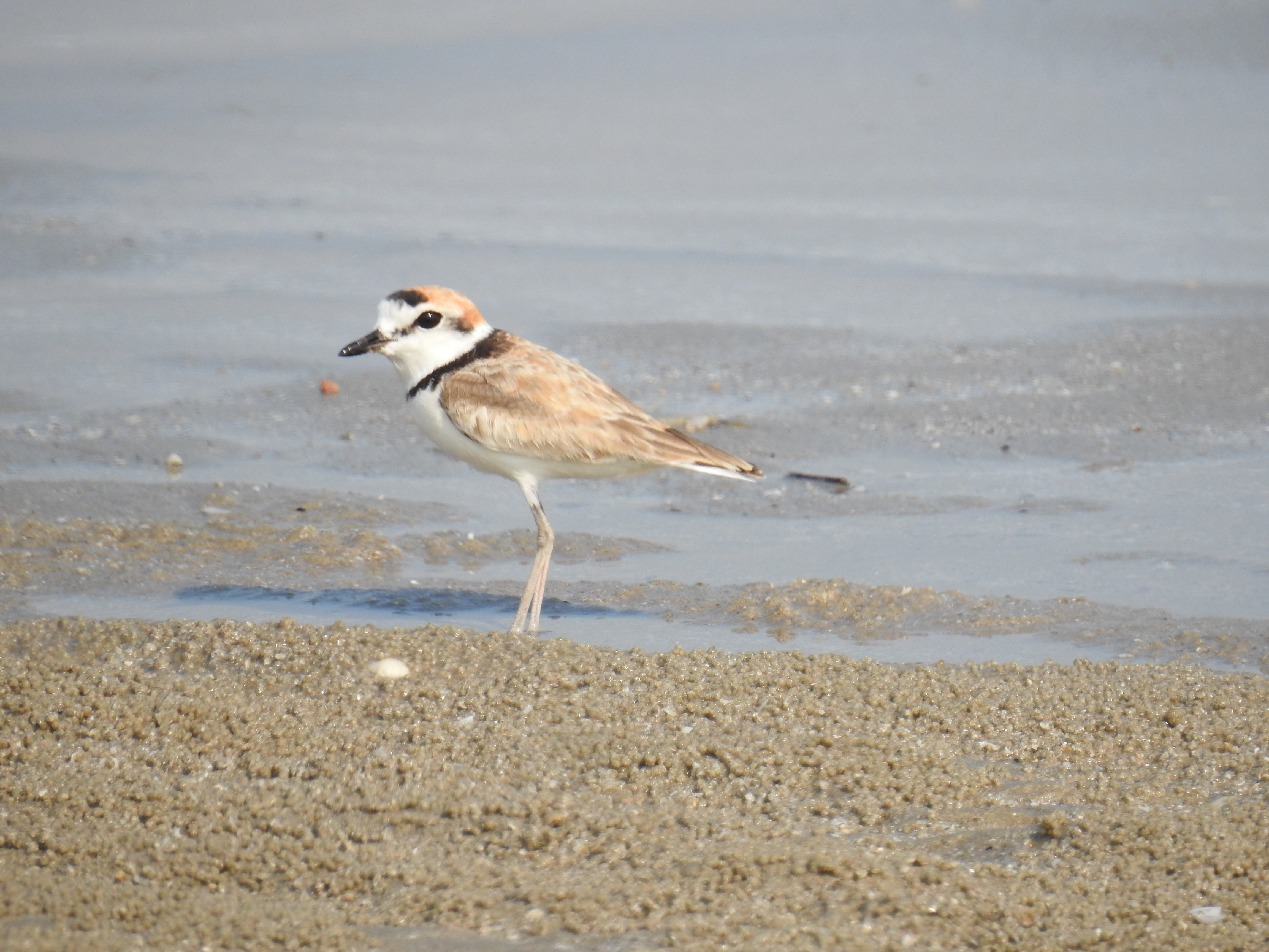 Malaysian Plover CB. JPG