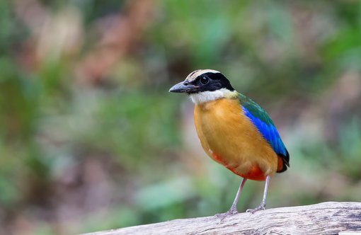 Mangrove Pitta 13 Bird Tour Malaysia Borneo cropped.jpg