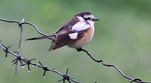 Masked Shrike Georgia ecotours.ge.jpg