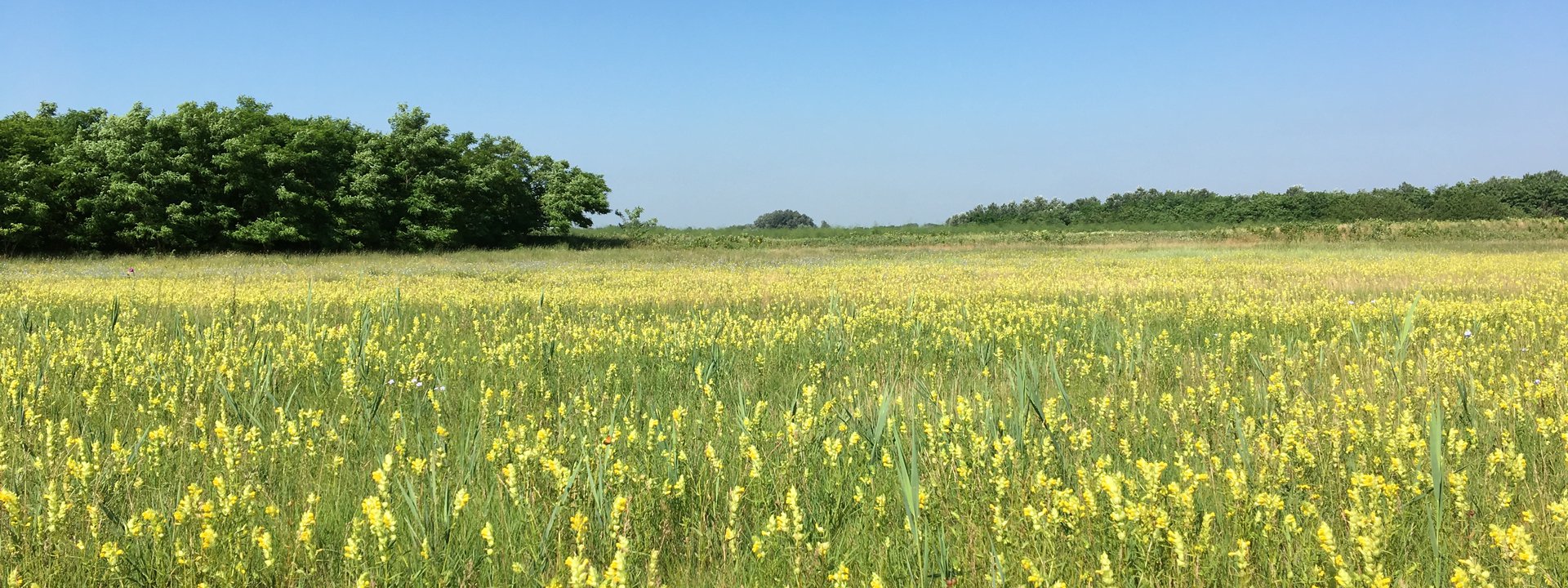 https://limosa-holidays-co-uk.s3.amazonaws.com/images/Meadow_full_of_Yellow_Rattle_Hung.2e16d0ba.fill-1920x720.jpg