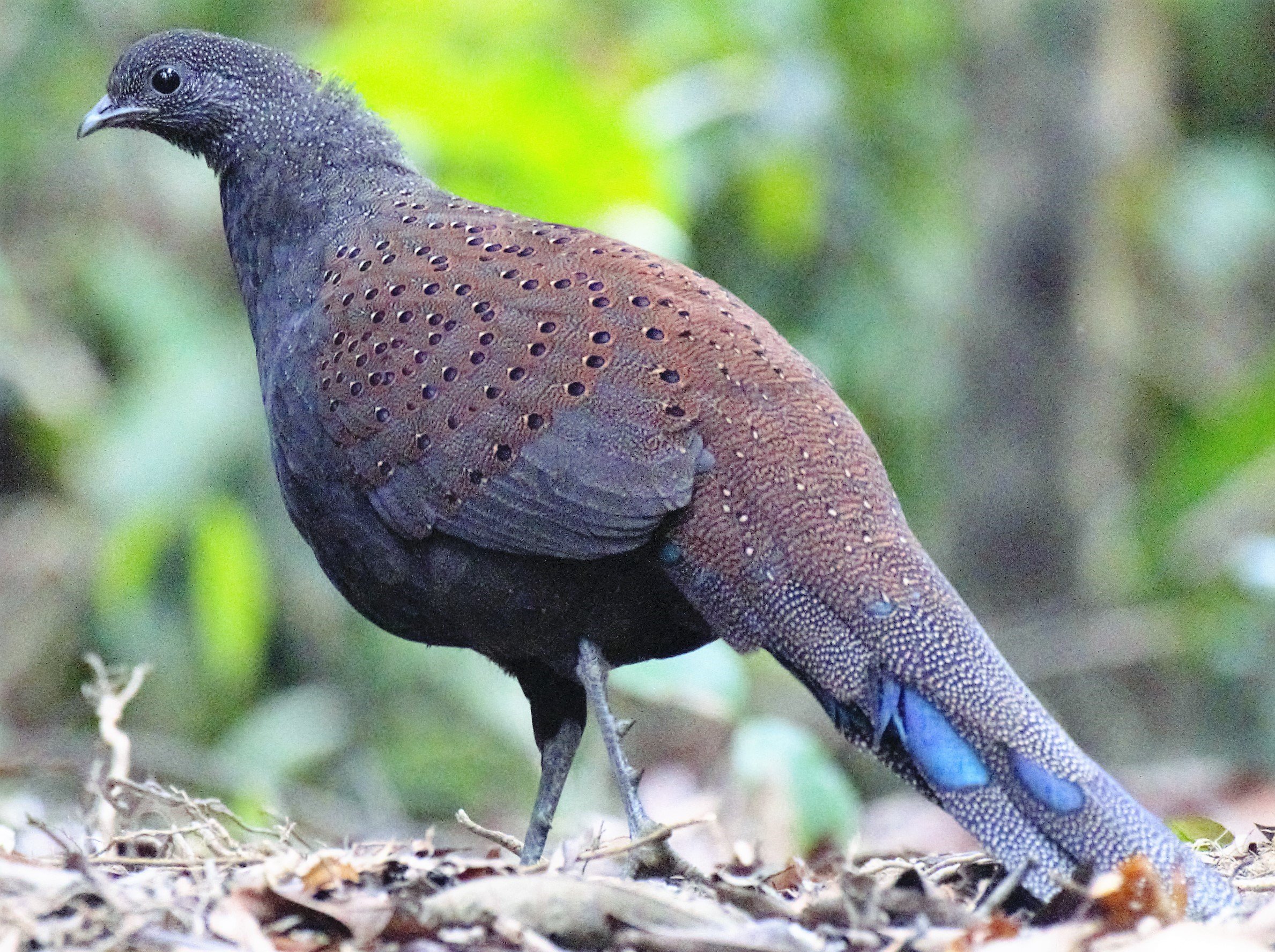 Mountain Peacock Pheasant A Bird Tour Malaysia Borneo cropped.jpg