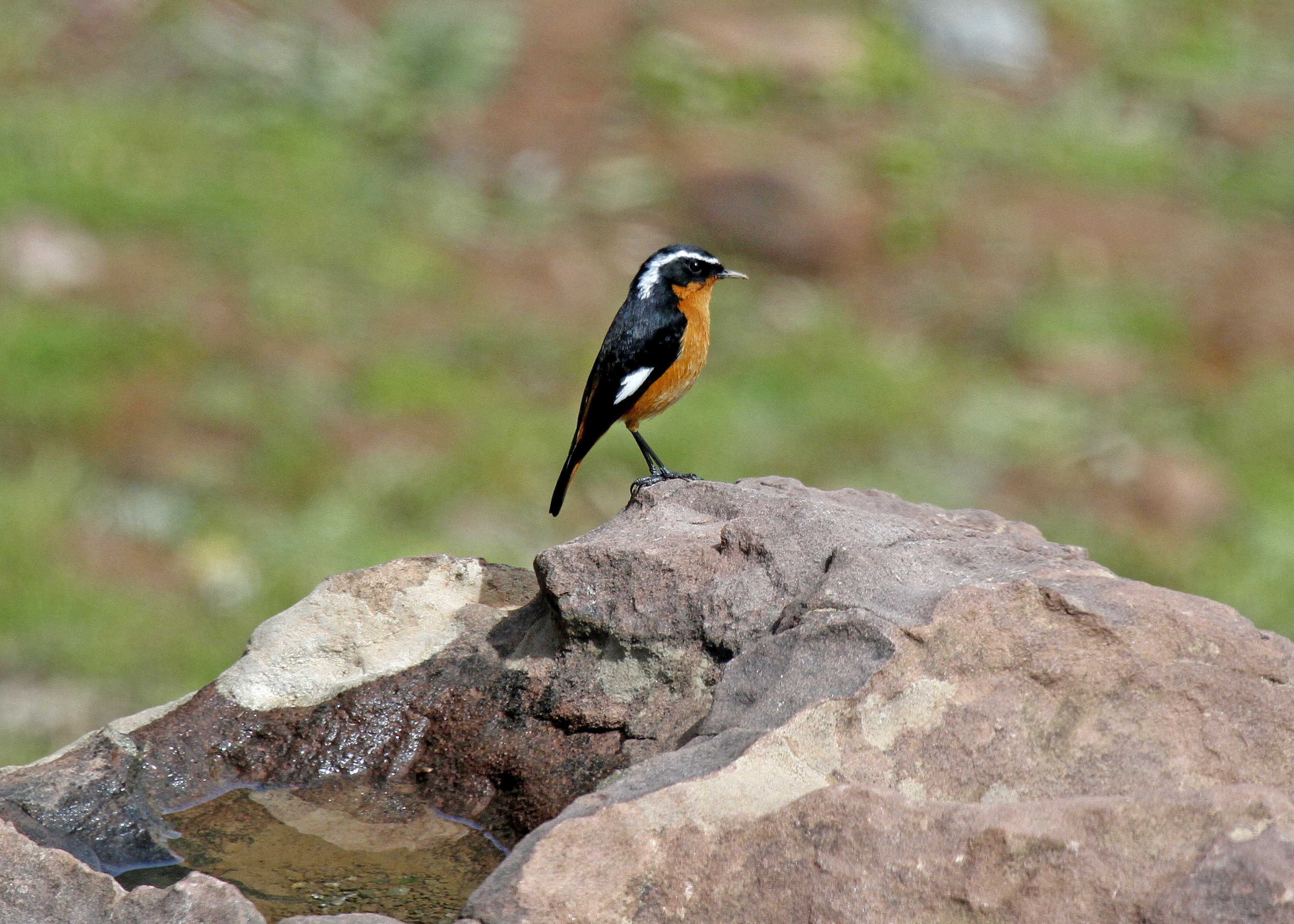 Moussier's Redstart 1_MG_1990