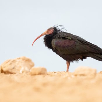 Northern Bald Ibis 1 Morocco Nov 2019 EG del Rey.jpg