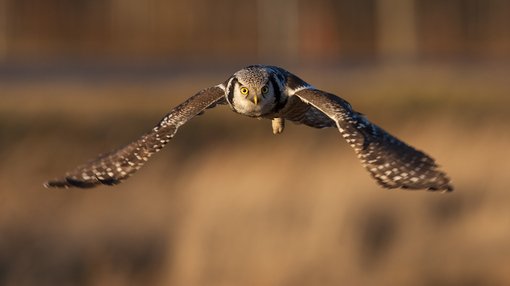 Northern Hawk Owl_6097