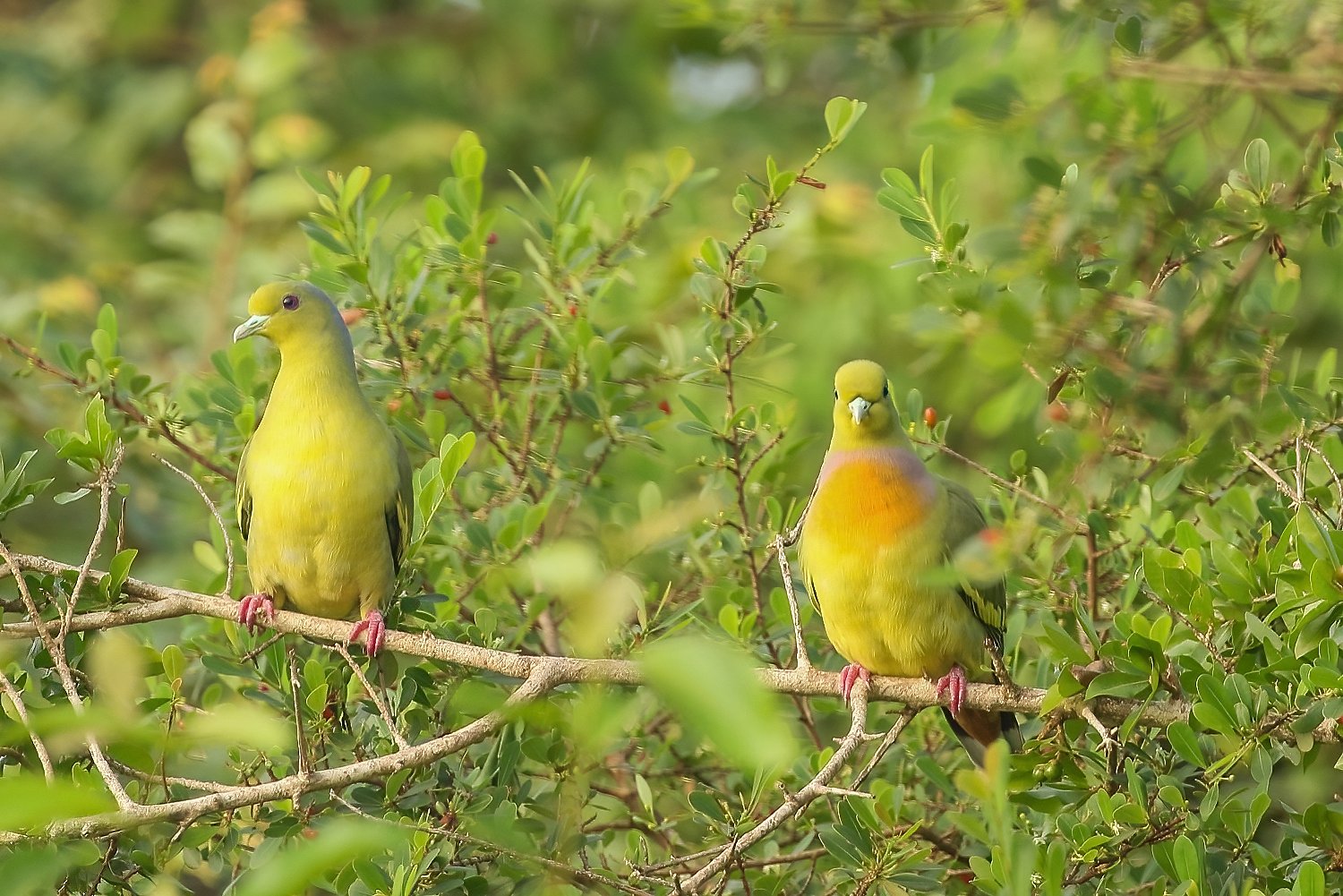 Orange-breasted Green Pigeon by Mukesh HirdaramaniA