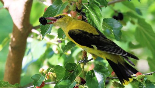 Oriole-Eurasian-Golden-Kiskunsag-Birding-Wildlife-tour-Hungary-Ecotours-KondorEcolodge.hu-S05A0816 cropped.jpg