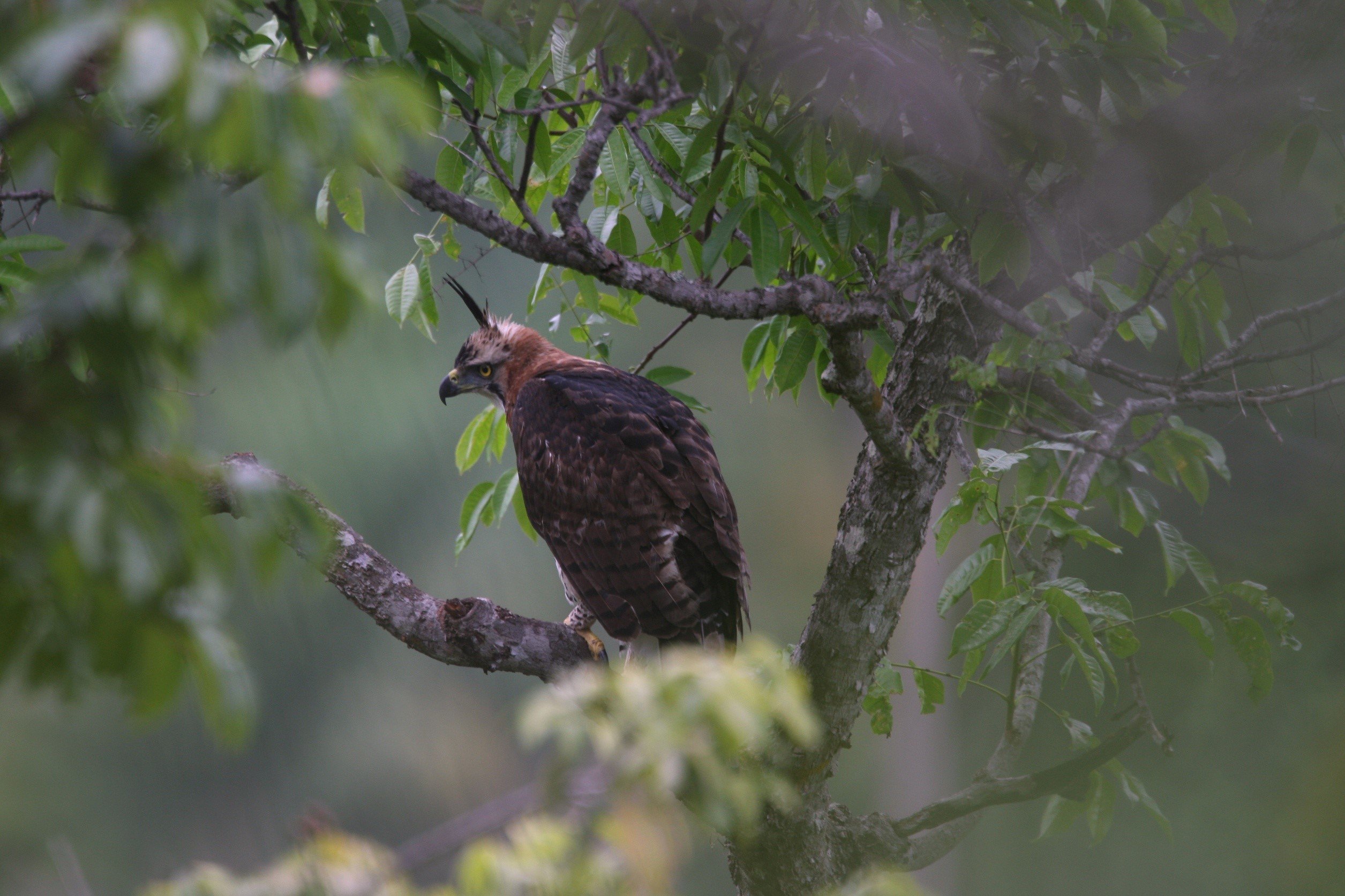 Ornate Hawk-eagle CPC.jpg