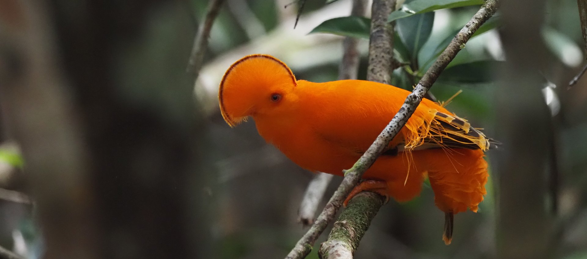 limosa bird tours