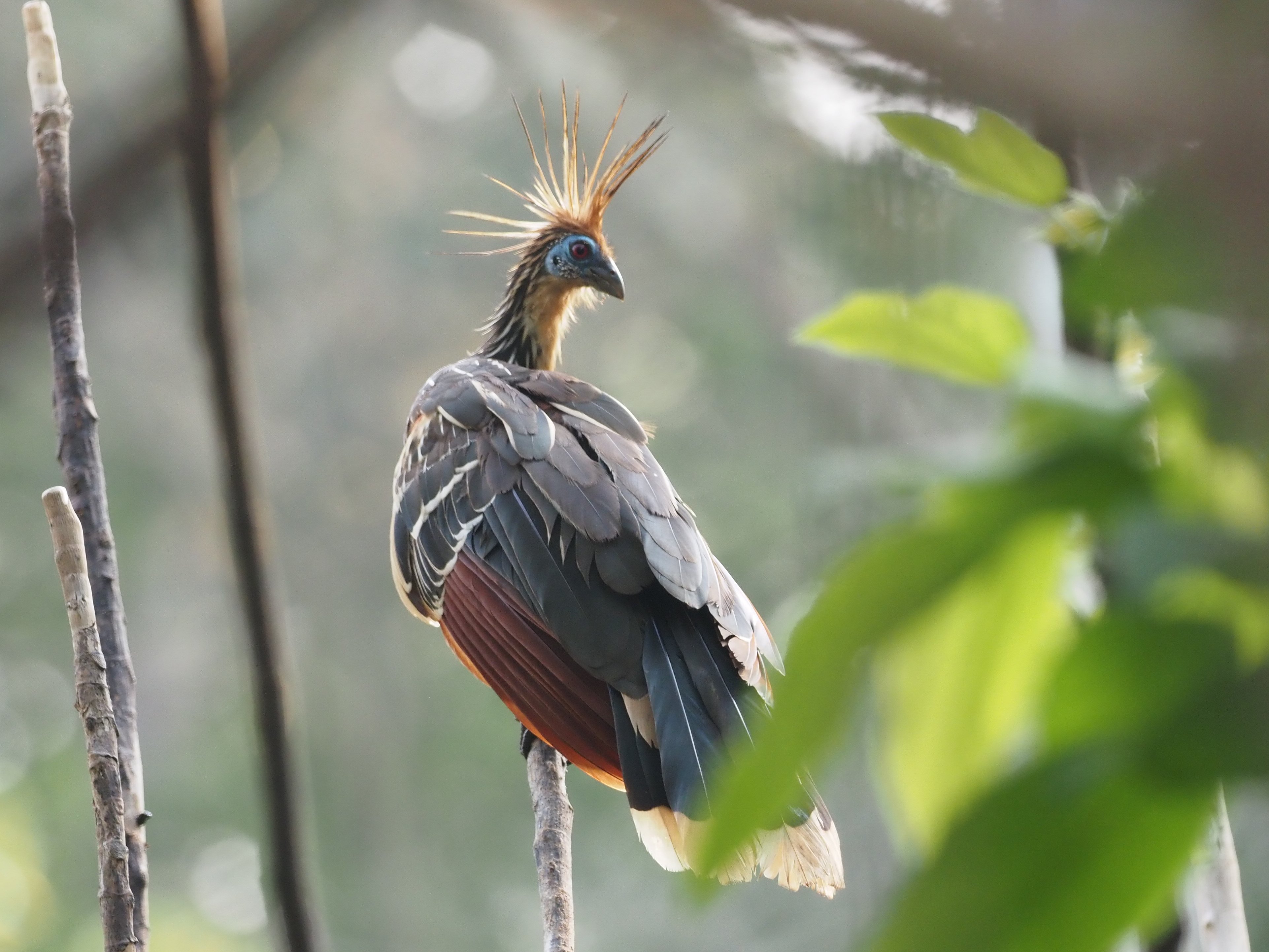 We stand an excellent chance of seeing the extraordinary and almost prehistoric looking Hoatzin © Chris Collins