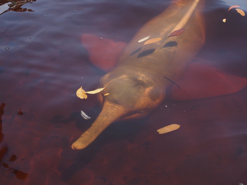 Amazon River Dolphin CPC P9064917