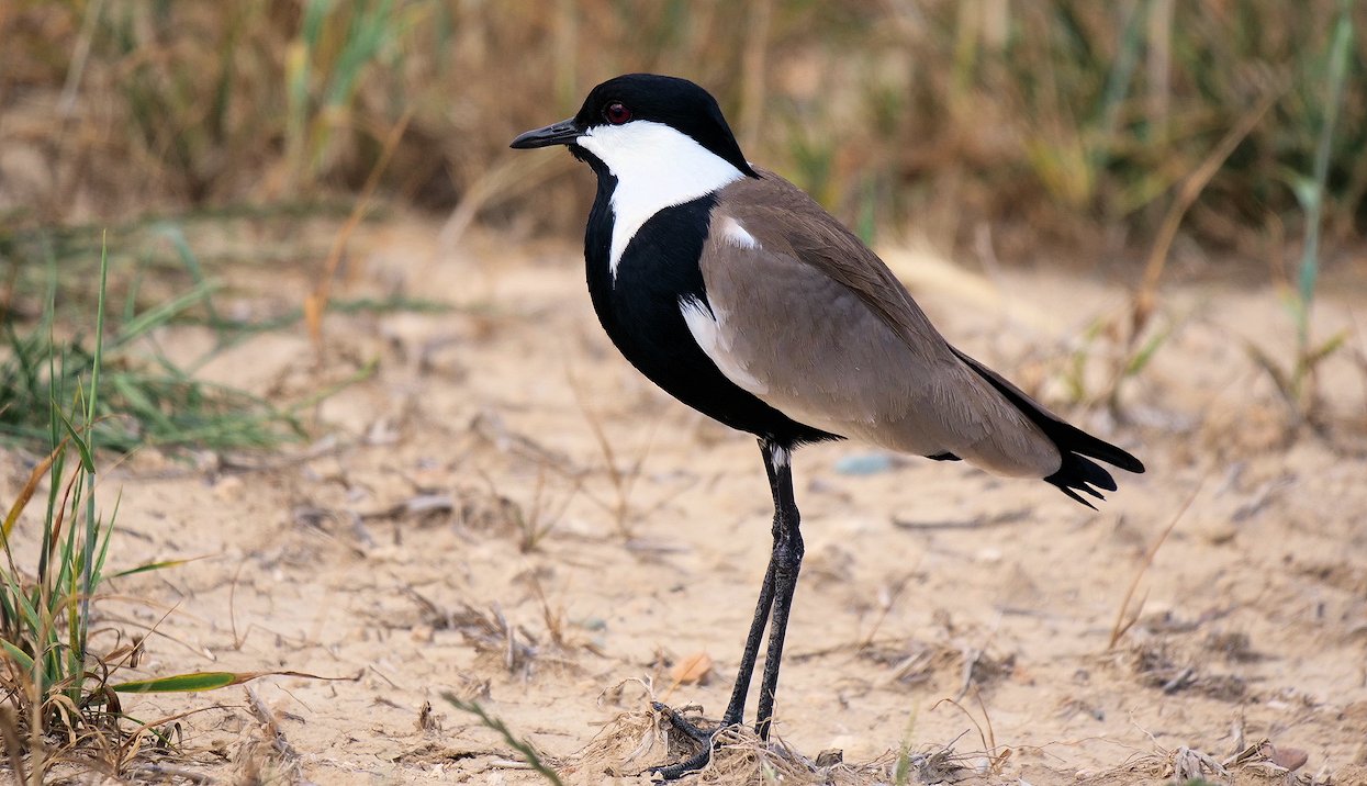 Spur-winged Plover GE PG9_4665 cropped