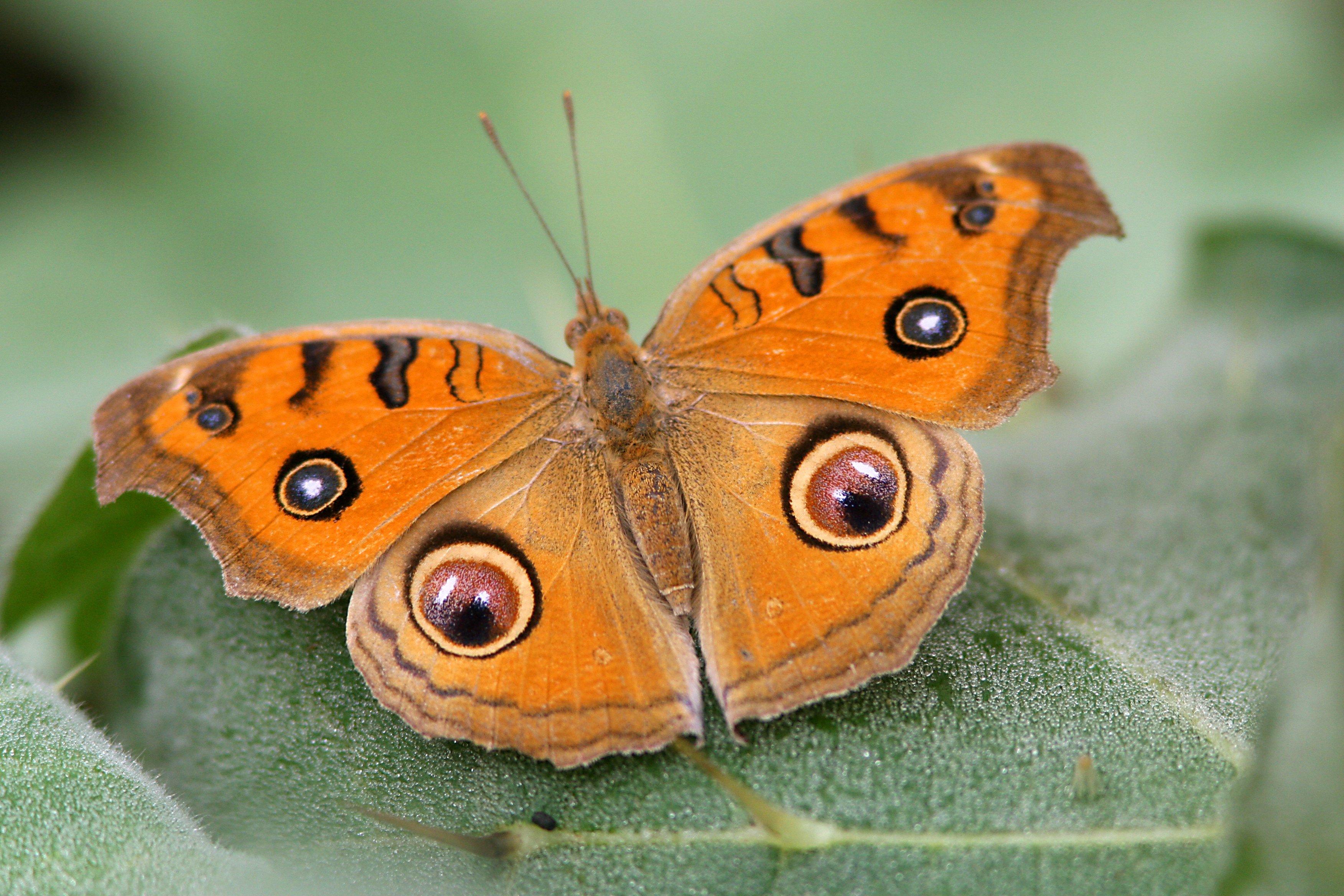 Peacock Pansy © Suchit Basnet.jpg