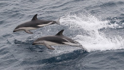 Dusky Dolphins CPC .jpg