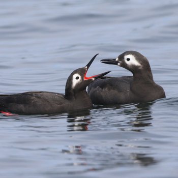 Spectacled Guillemot CPC