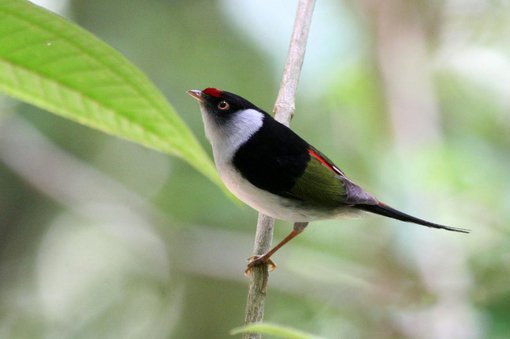 Pin-tailed Manakin