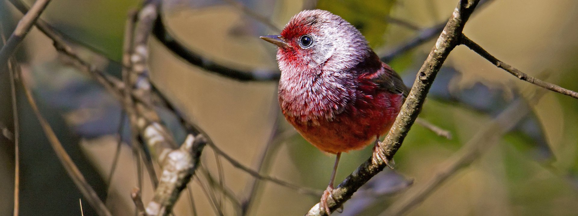 https://limosa-holidays-co-uk.s3.amazonaws.com/images/Pink-headed_Warbler_Benedicto_Gri.2e16d0ba.fill-1920x720_fh3PEBH.jpg