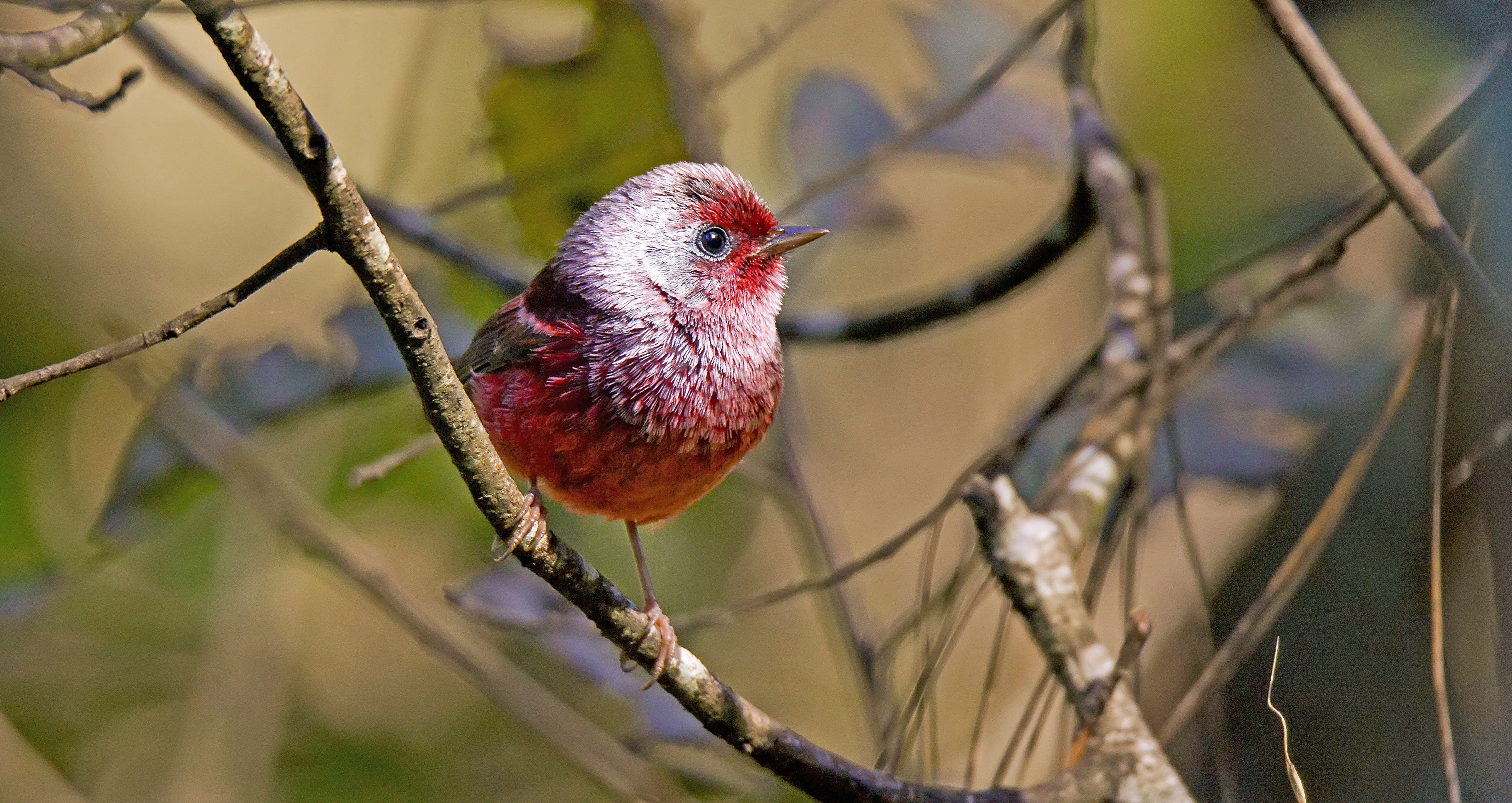 Pink-headed Warbler Benedicto Grijalva Birding Expeditions.jpg