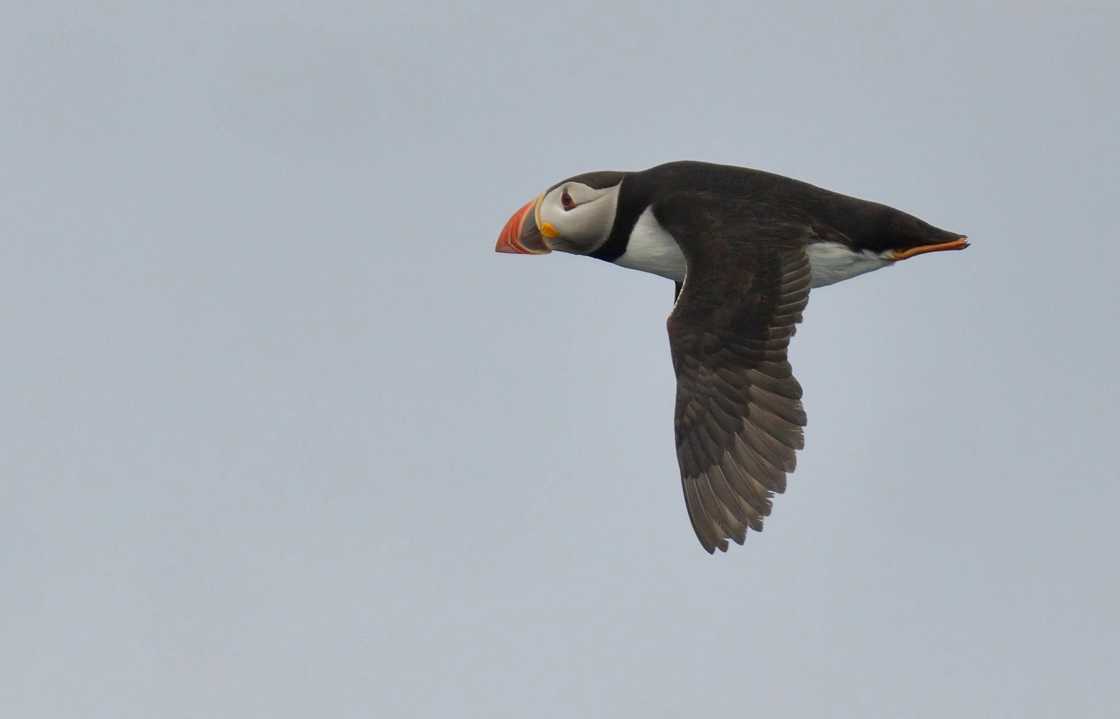 Puffin_6779-topaz-enhance-2.3x brightened