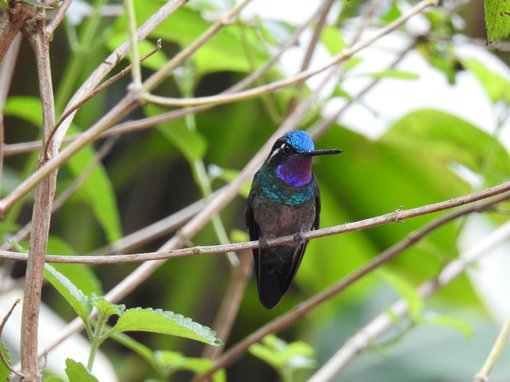 Purple-throated Mountaingem La Paz Costa Rica 2017 CB.JPG