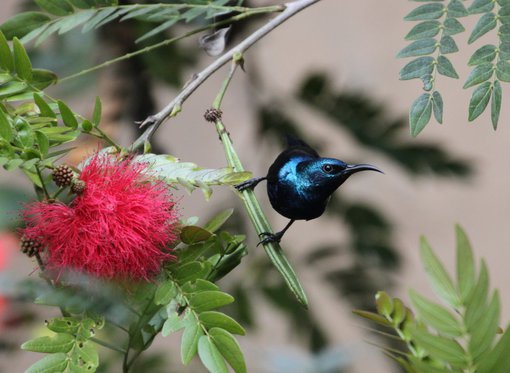 Purple Sunbird © Suchit Basnet.JPG