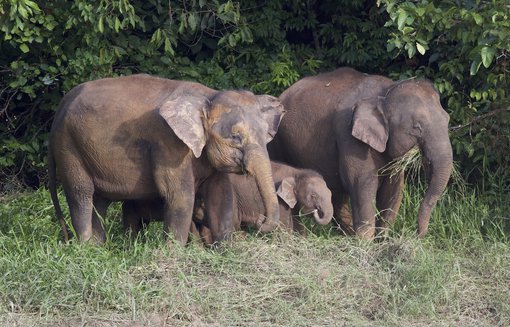 Pygmy Elephants (cows and calf) © Gary Elton