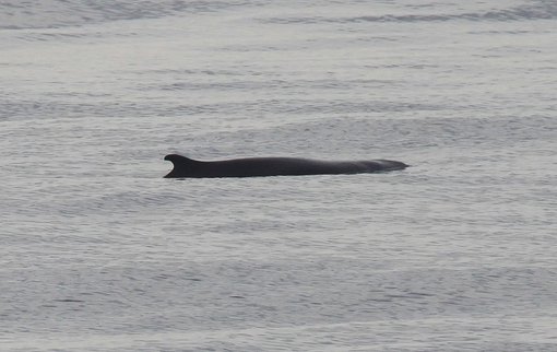 Pygmy Sperm Whale CPC.jpg