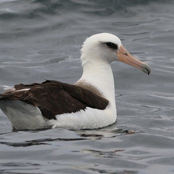 Laysan Albatross CPC