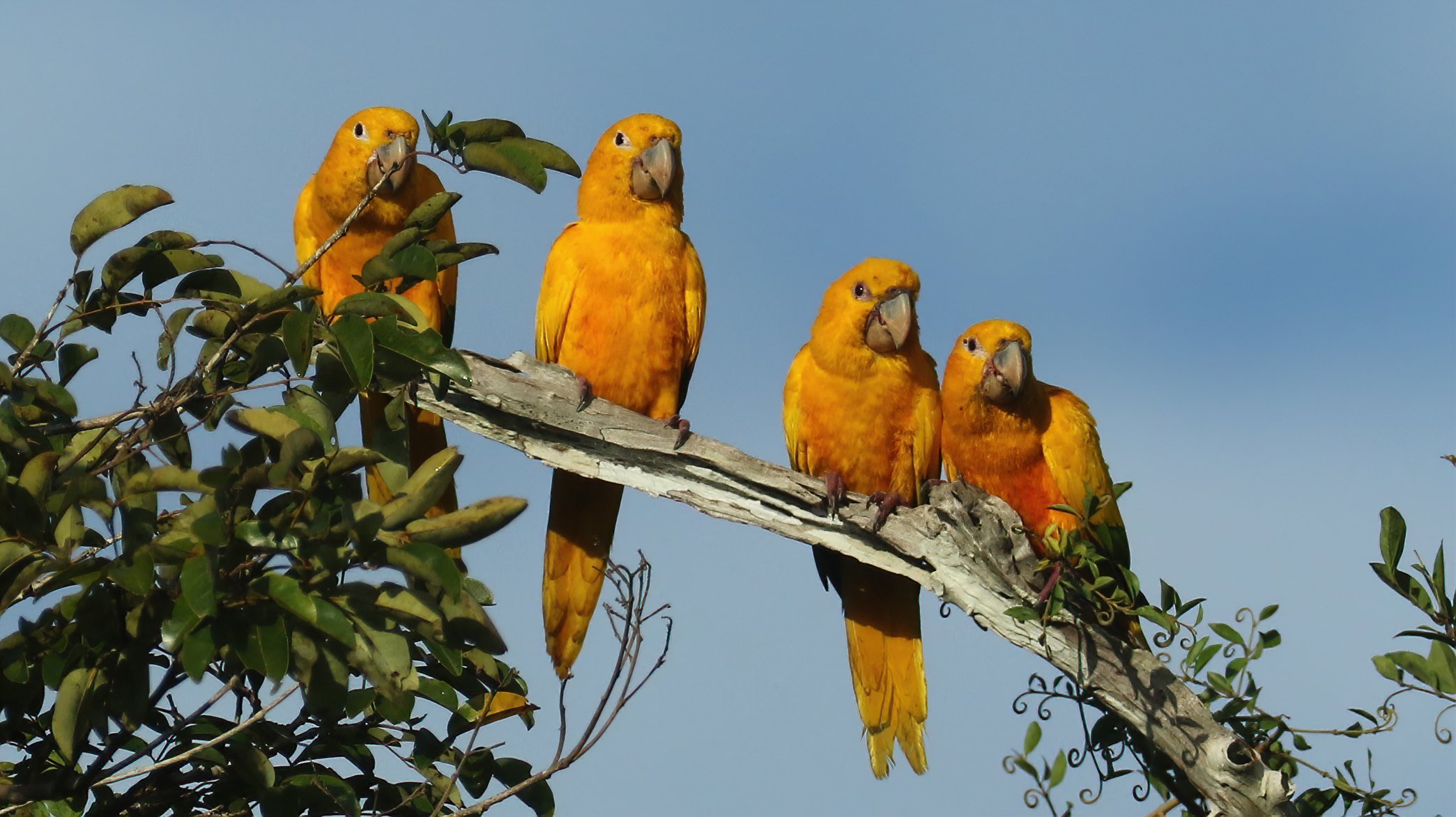 Golden Parakeets CPC RB5A0567.JPG