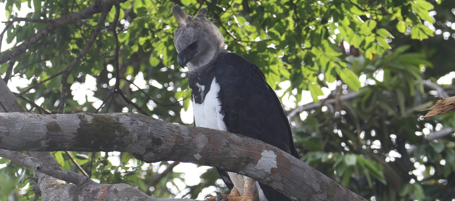 The Harpy Eagle encounter on one of our 'Remote Amazon' cruises was truly exceptional with the bird at less than 20m for 45 minutes © Chris Collins