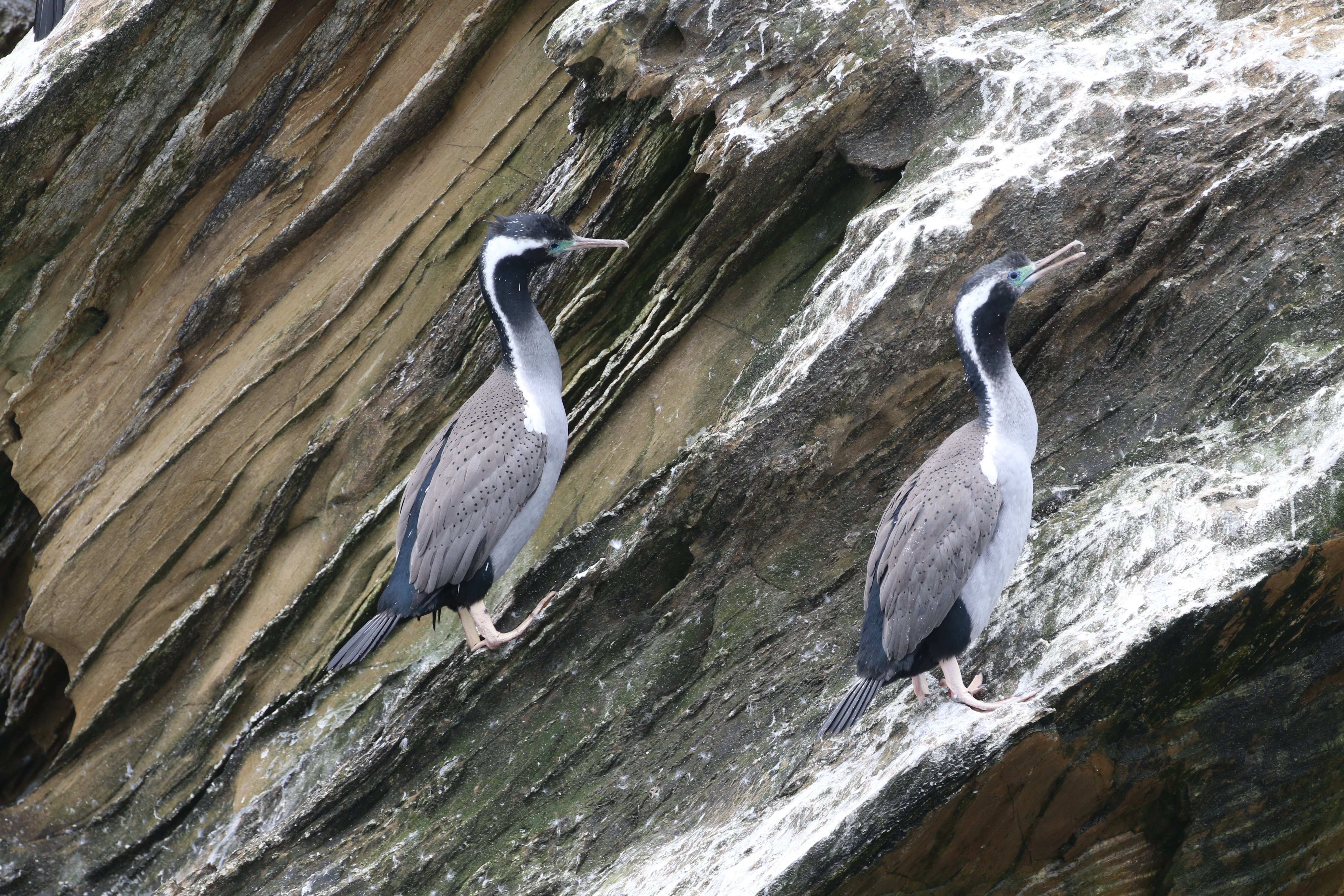 Spotted Shags RB5A3763 CPC