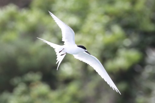 White-fronted Tern CPC RB5A3812 cropped