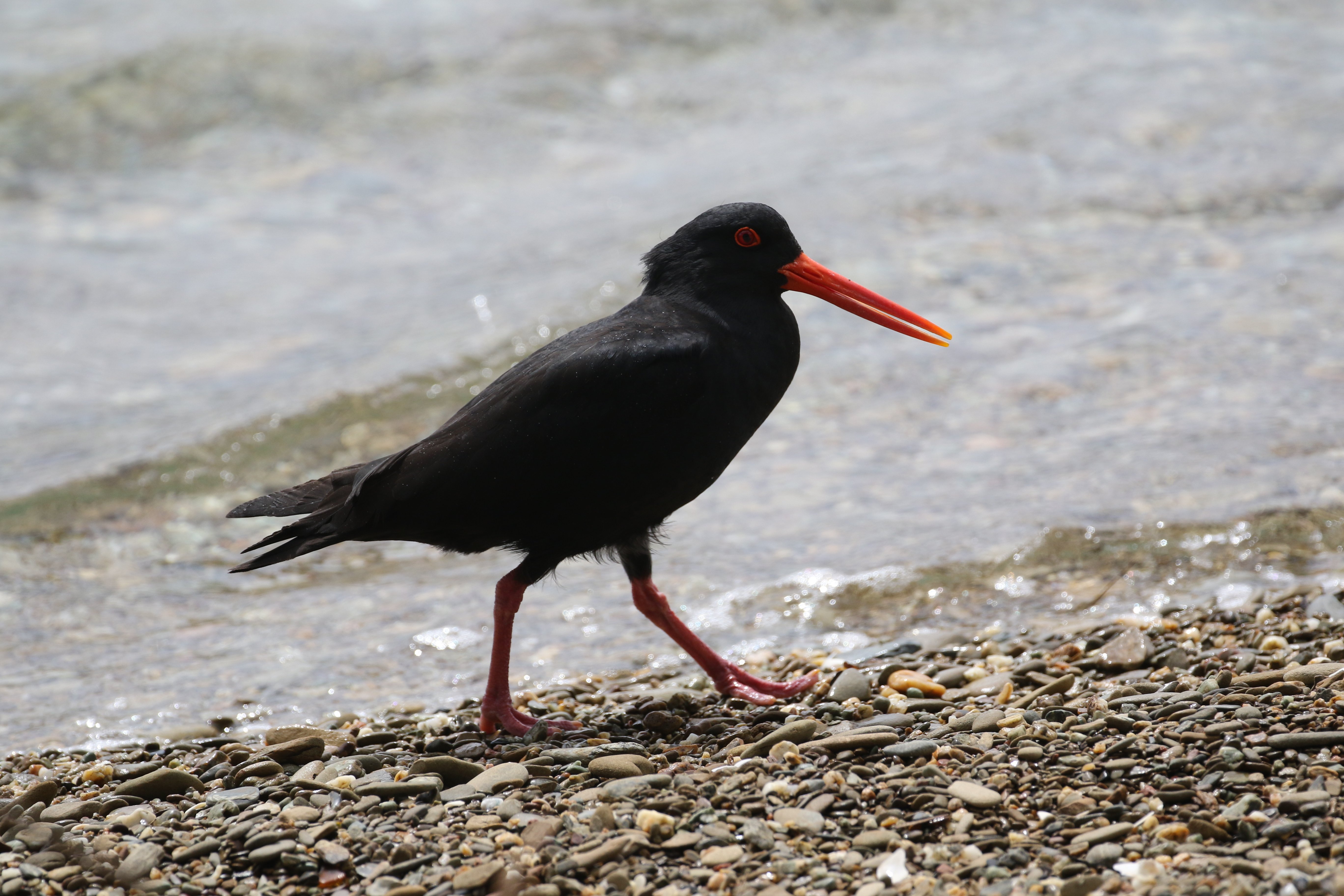 Variable Oystercatcher CPC RB5A3971