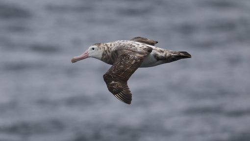 Tristan Albatross © Chris Collins