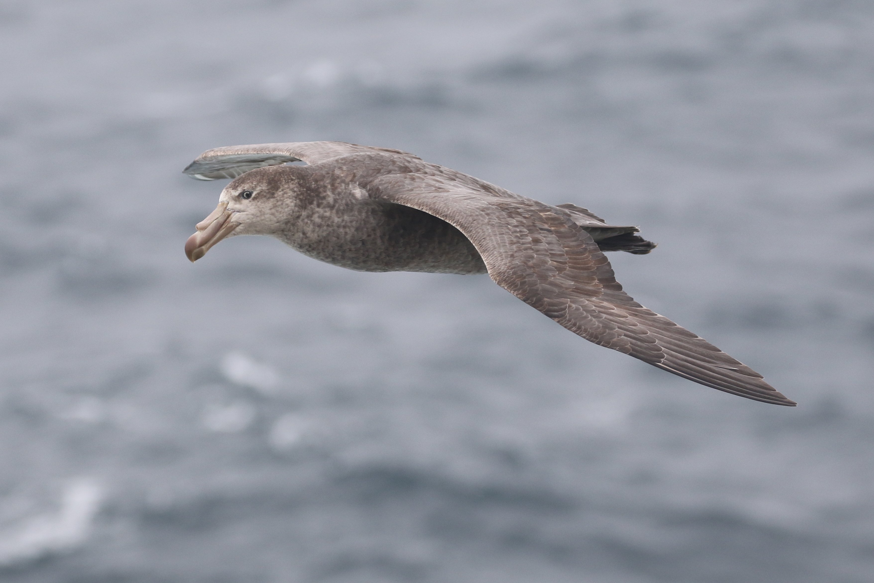 Northern Giant Petrel CPC RB5A4570