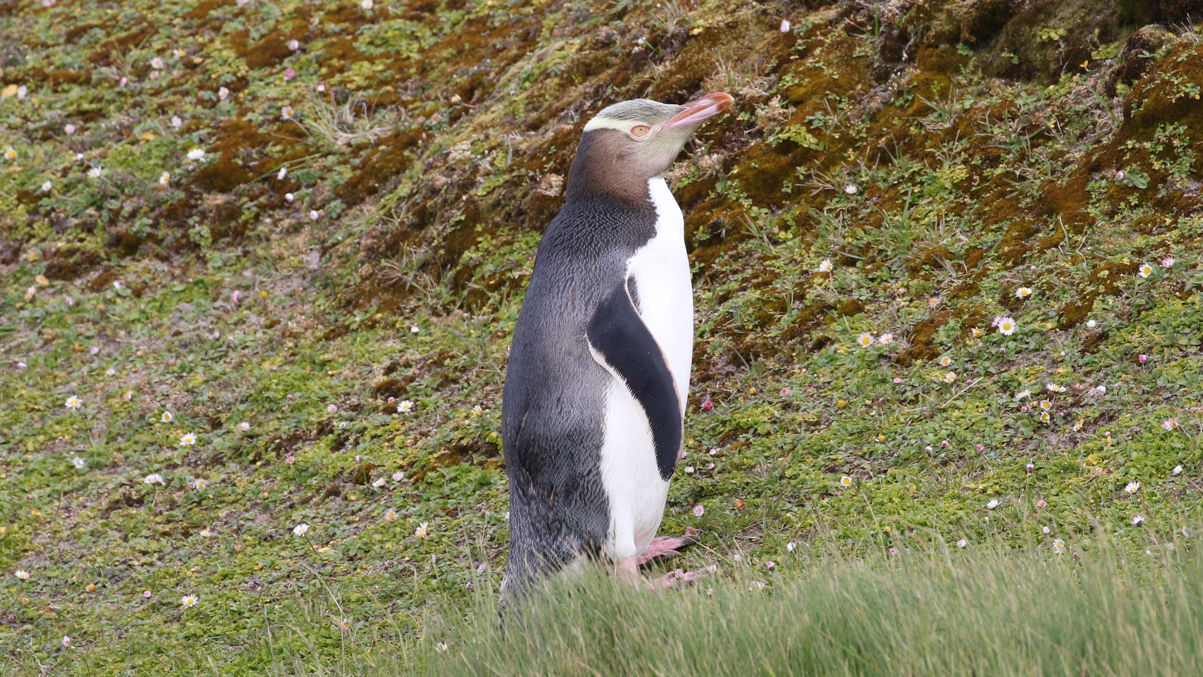 Yellow-eyed Penguin CPC RB5A5548.JPG